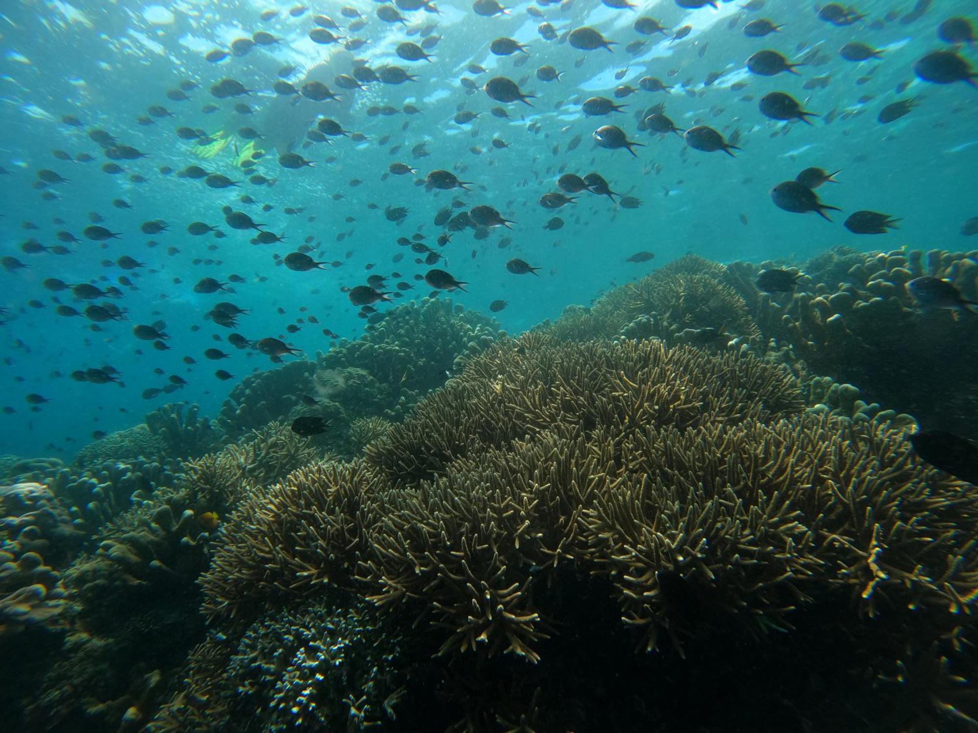 4 Sisters Divers Bunaken Luaran gambar