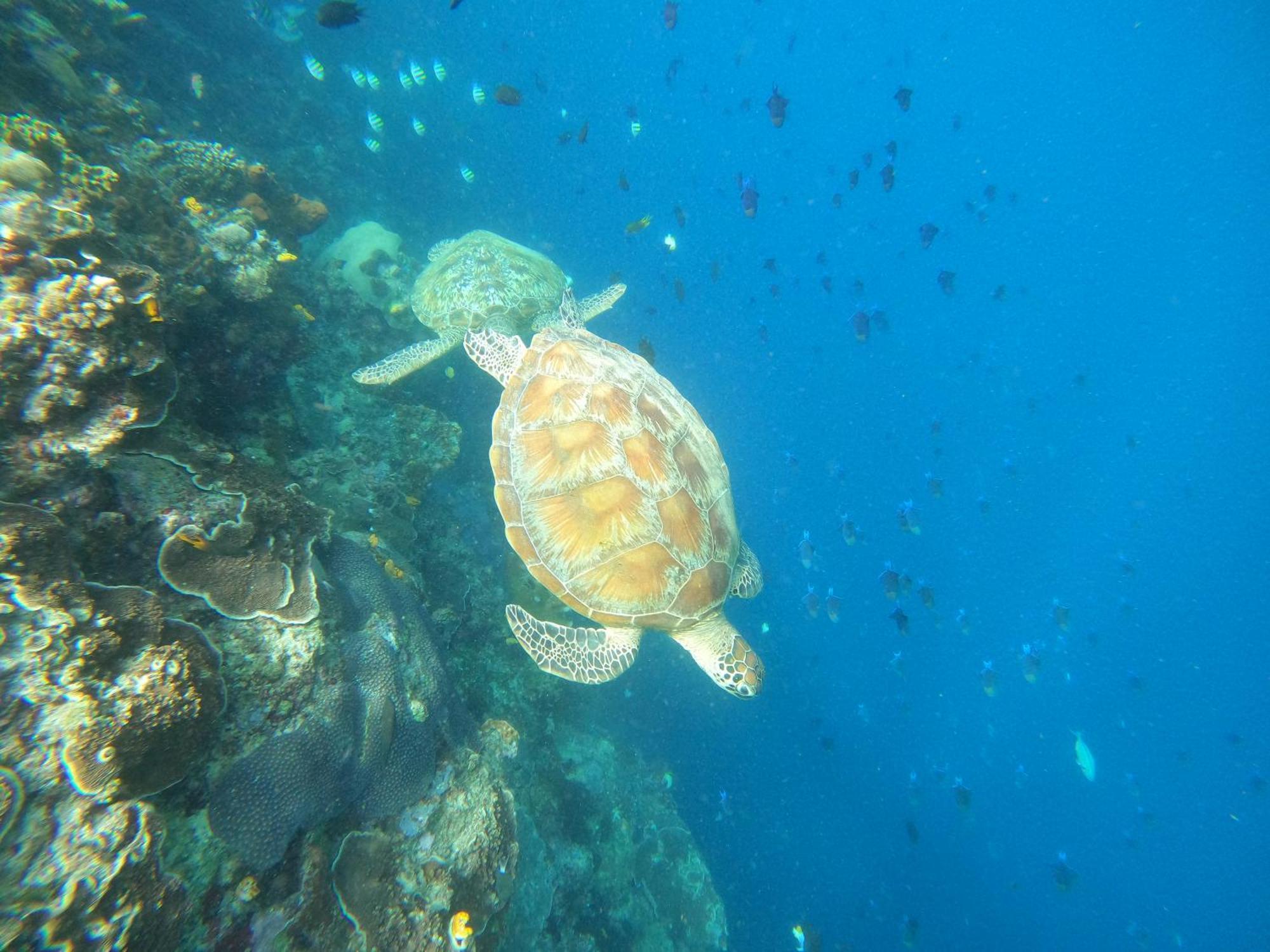 4 Sisters Divers Bunaken Luaran gambar