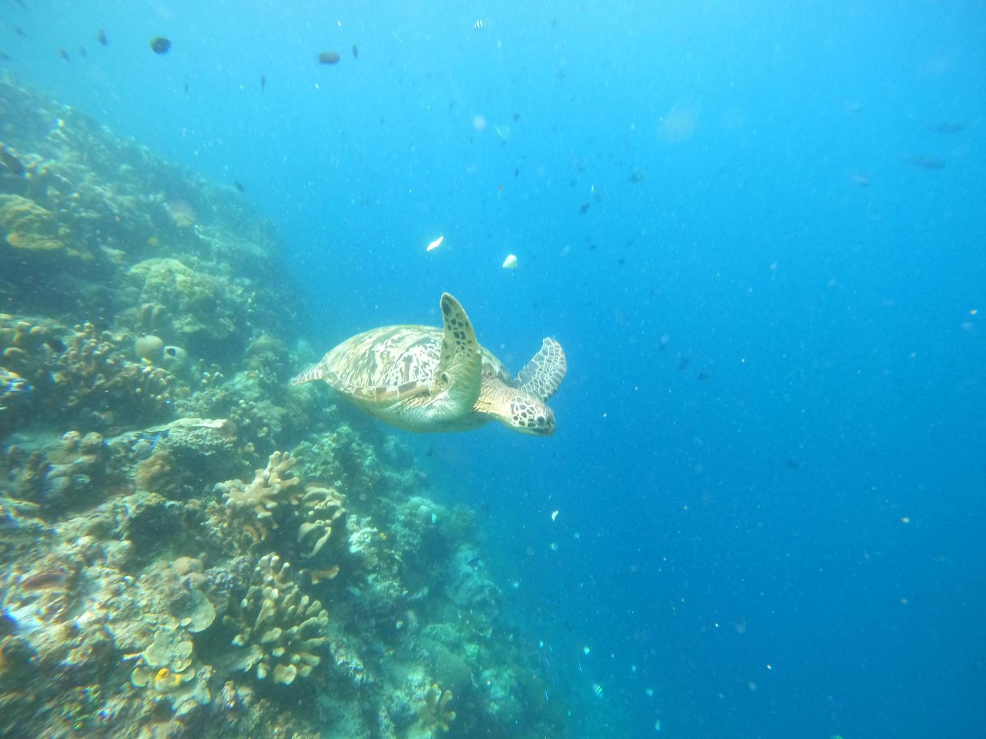4 Sisters Divers Bunaken Luaran gambar