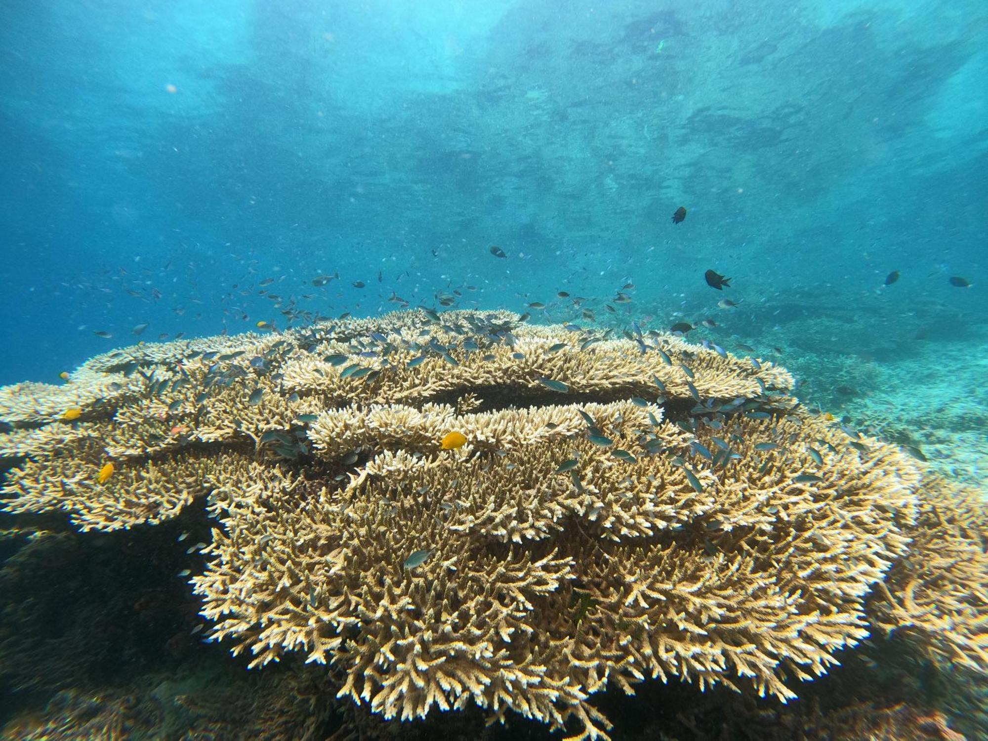 4 Sisters Divers Bunaken Luaran gambar