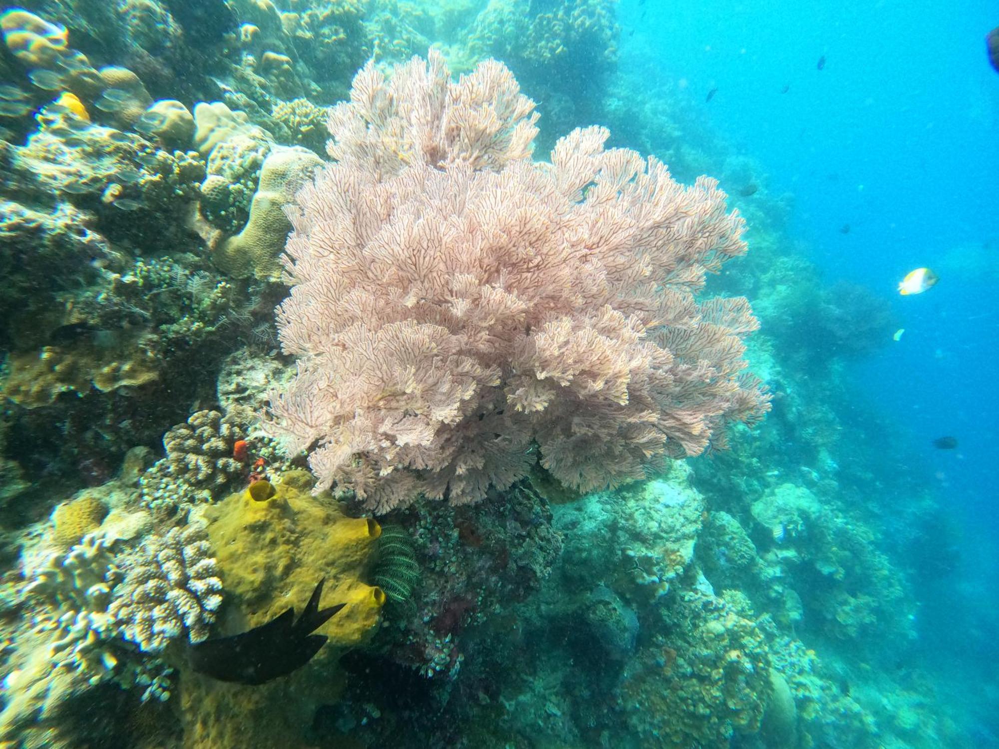 4 Sisters Divers Bunaken Luaran gambar