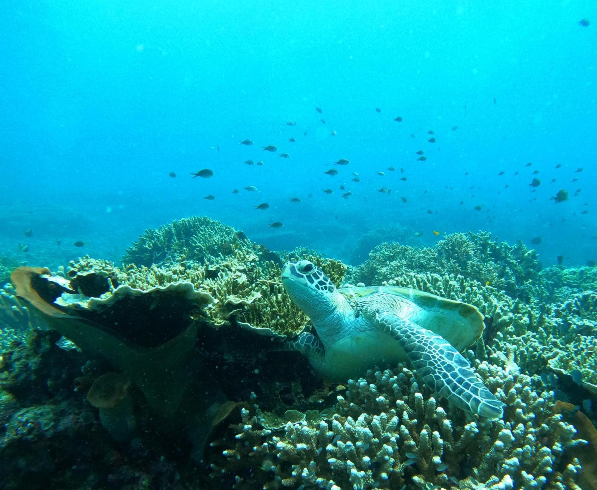 4 Sisters Divers Bunaken Luaran gambar