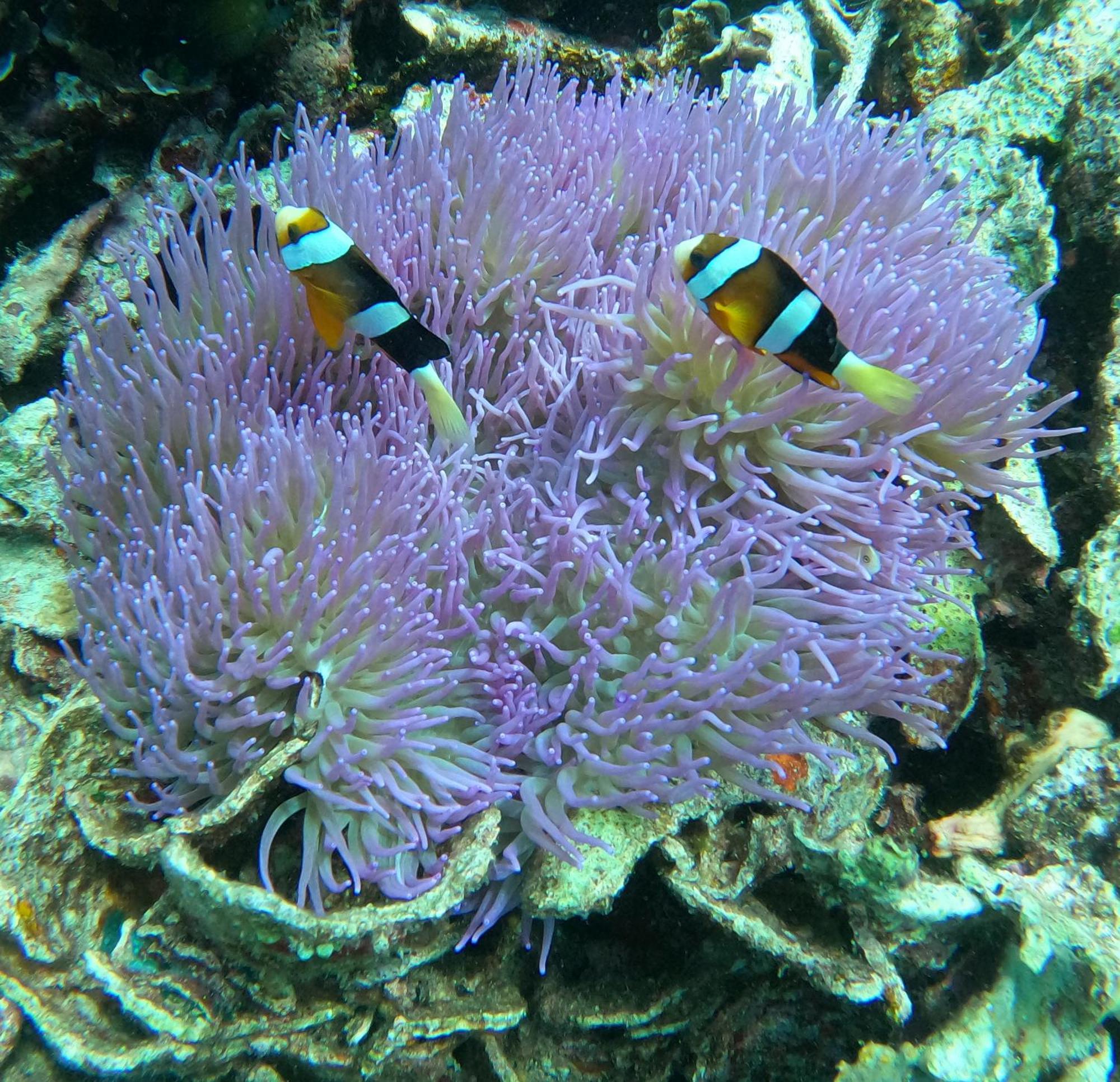 4 Sisters Divers Bunaken Luaran gambar