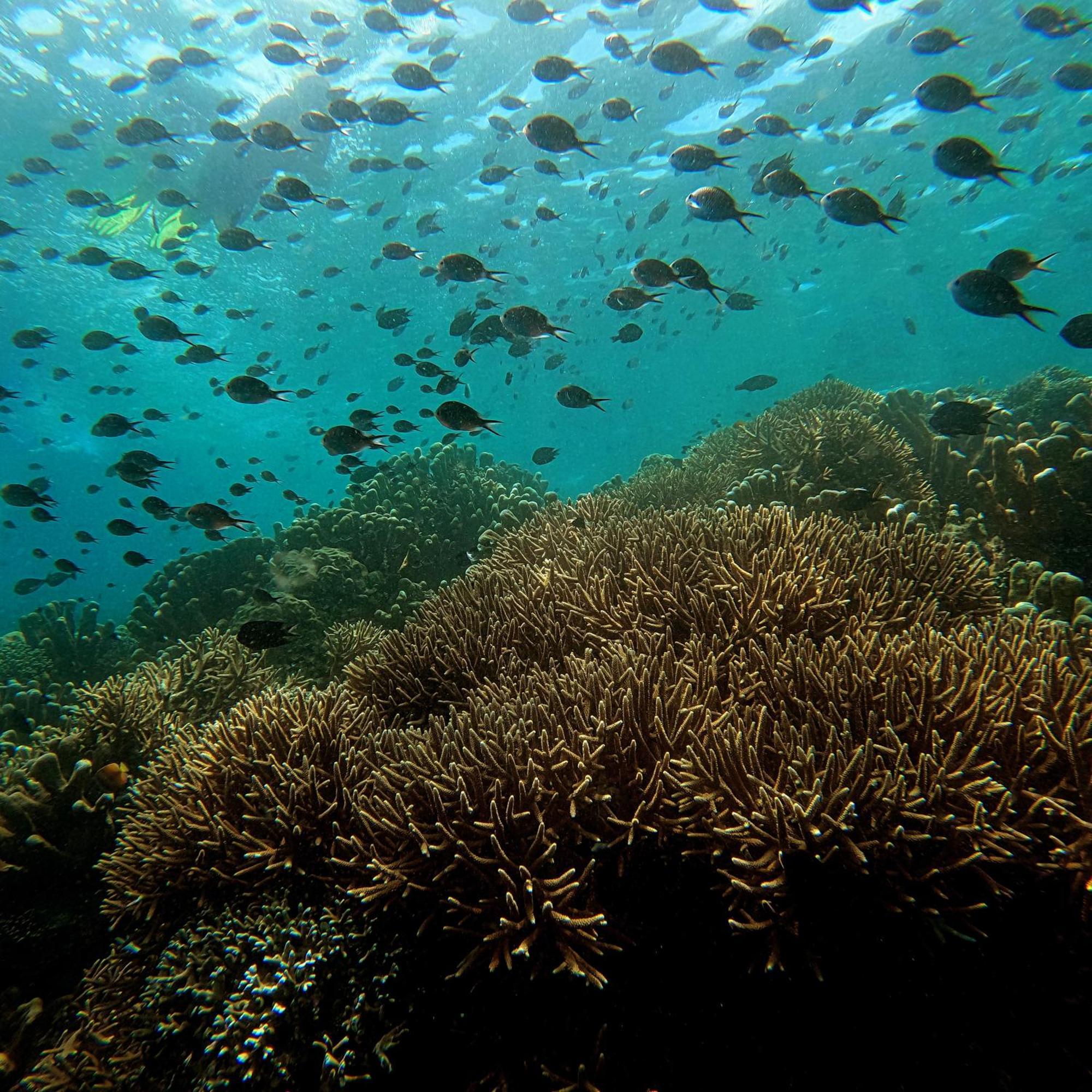 4 Sisters Divers Bunaken Luaran gambar