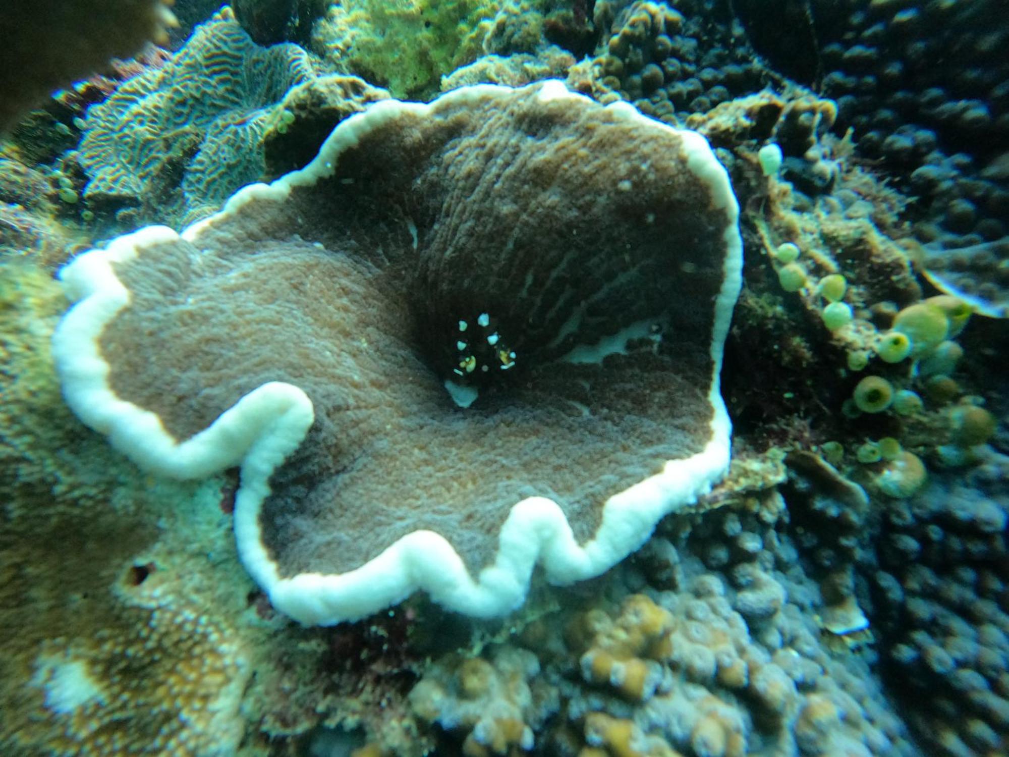 4 Sisters Divers Bunaken Luaran gambar