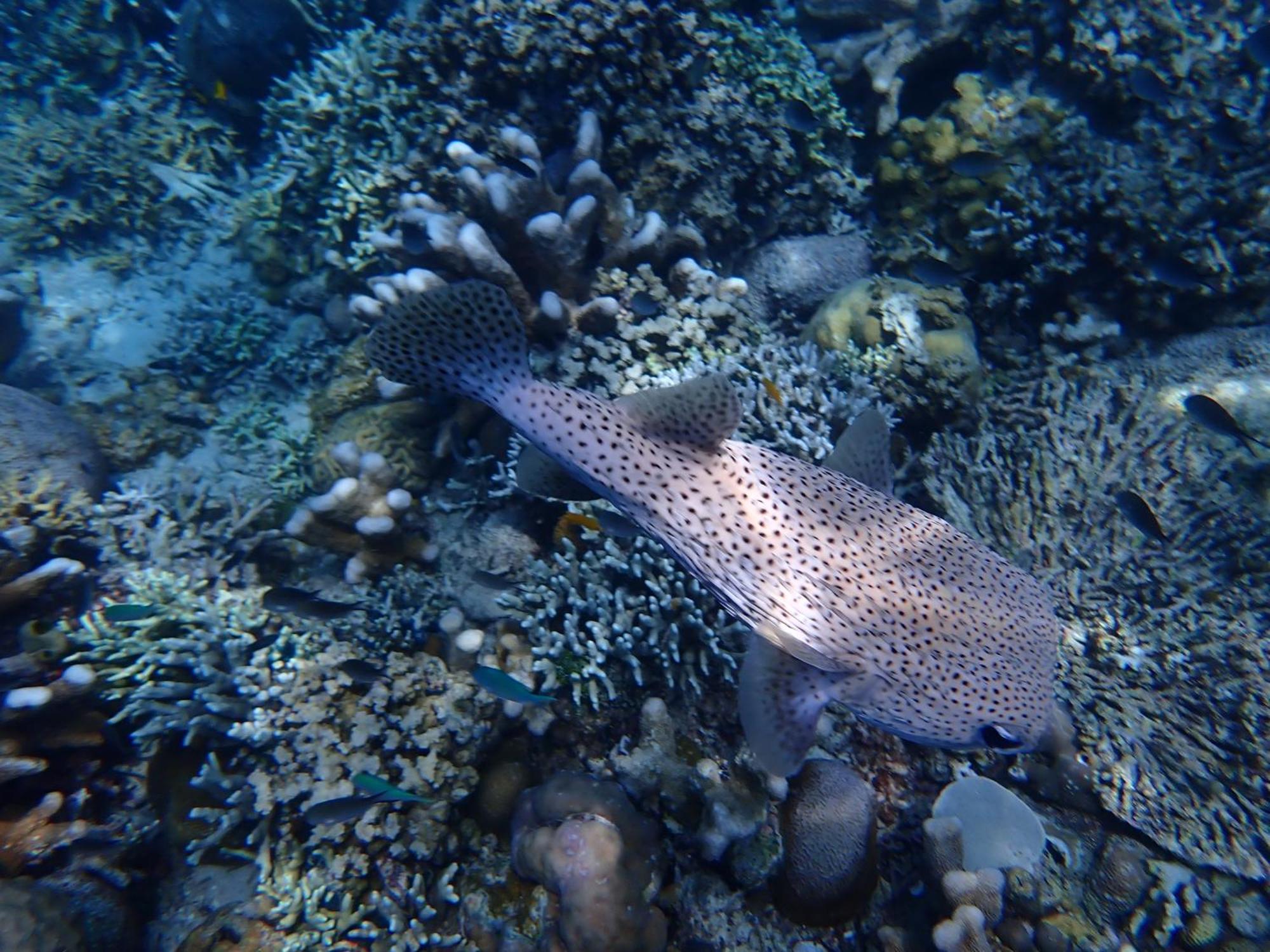 4 Sisters Divers Bunaken Luaran gambar